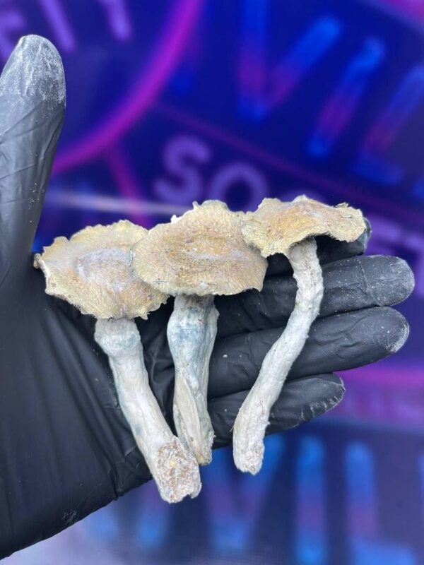 buy-mushroom-online-in-hamburg-1.jpeg Pilze in Düsseldorf online kaufen