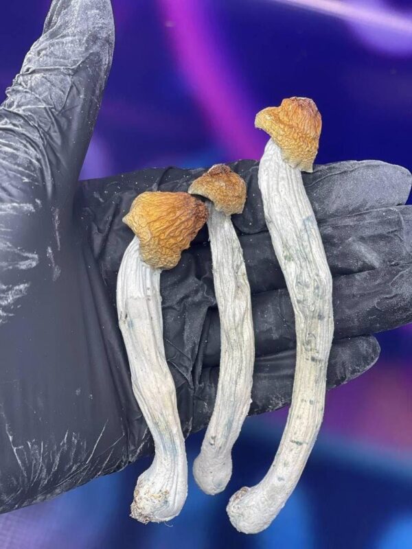 buy-shrooms-online-in-hamburg-1.jpeg Pilze in Düsseldorf online kaufen