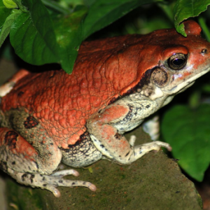 SCHISMADERMA CARENS KRÖTENGIFT